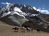 Trek nalehko s podporou koní v Himálaji